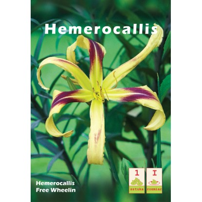 Liliowiec Hemerocallis Free Wheelin 1szt.