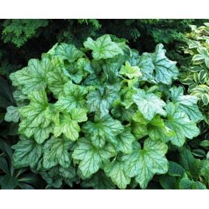 t.b.t., cieniolubna bylina o dekoracyjnych, zielono-srebrnych liściach.