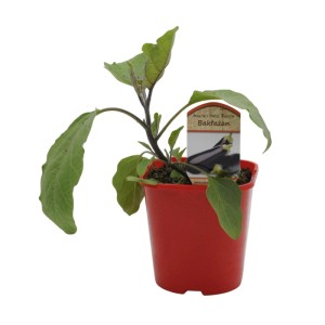Bakłażan (Solanum melongena) don. 17 cm
