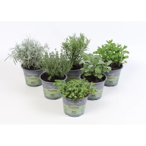 Różne zioła kulinarne w doniczkach: tymianek, rozmaryn, szałwia, mięta, oregano i curry.