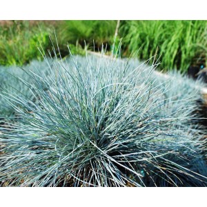 Kwitnąca roślina t.b.t. z niebiesko-zielonymi liśćmi, idealna do ogrodów.