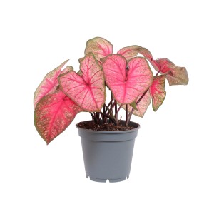 Roślina doniczkowa T.b.t. z różowymi liśćmi w szarej doniczce.