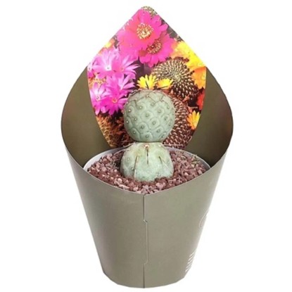 Kaktus (Cactus) Tephrocactus Geometricus - don. 14 cm