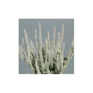 Wrzosiec Fluffy (Calluna vulgaris) z białymi kwiatami w doniczce.