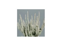 Wrzos (Calluna Velvet Heather Flufy) don. 11 cm