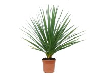 Kordylina australijska (Cordyline Indivisa) don. 22 cm