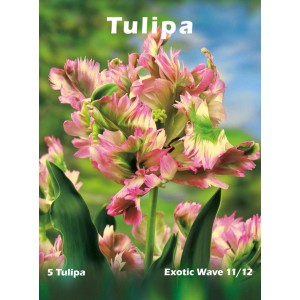 Egzotyczny tulipan "Exotic Wave" z różowo-zielonymi kwiatami, idealny do ogrodu.