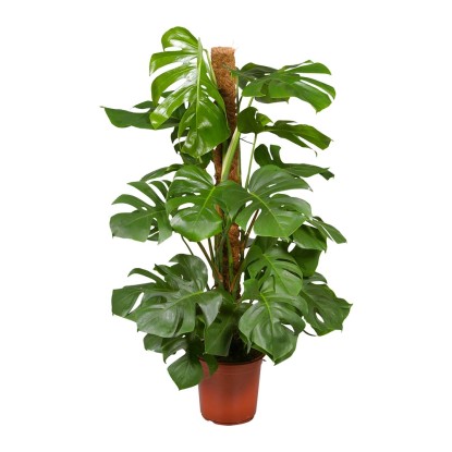 Monstera na paliku bambusowym (Monstera) - wys. 120 cm, don. 24 cm
