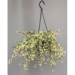 Wiszący kaktus t.b.t. z zielono-białymi liśćmi w doniczce z zawieszką.