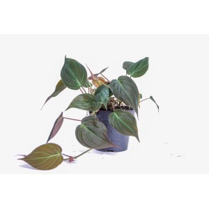 T.b.t. roślina doniczkowa, duża roślina z zielonymi liśćmi.