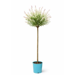 Wierzby szczepione na pniu - don. 4 l