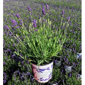 Kwitnąca lawenda w doniczce, idealna na rabaty i balkony.