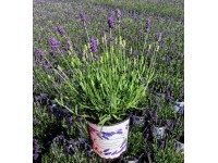 Lawenda Marcelinka (Lavandula Angustifolia) - don. 13 cm