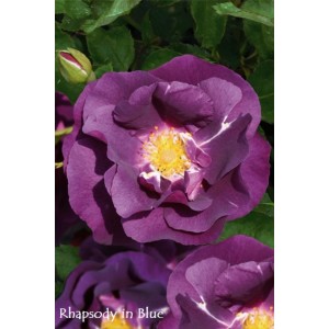 Zbliżenie fioletowej róży rabatowej. Kwiat z żółtym środkiem i zielonymi liśćmi.