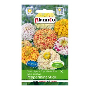 Opakowanie nasion cynii 'Peppermint Stick': Mieszanka dalii do rabat i wazonów.