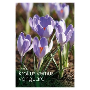 Cebulki krokusów, fioletowe kwiaty z pomarańczowymi pręcikami.