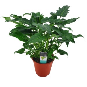 Zielona roślina doniczkowa t.b.t. w doniczce, dekoracyjny dodatek do Twojego domu.