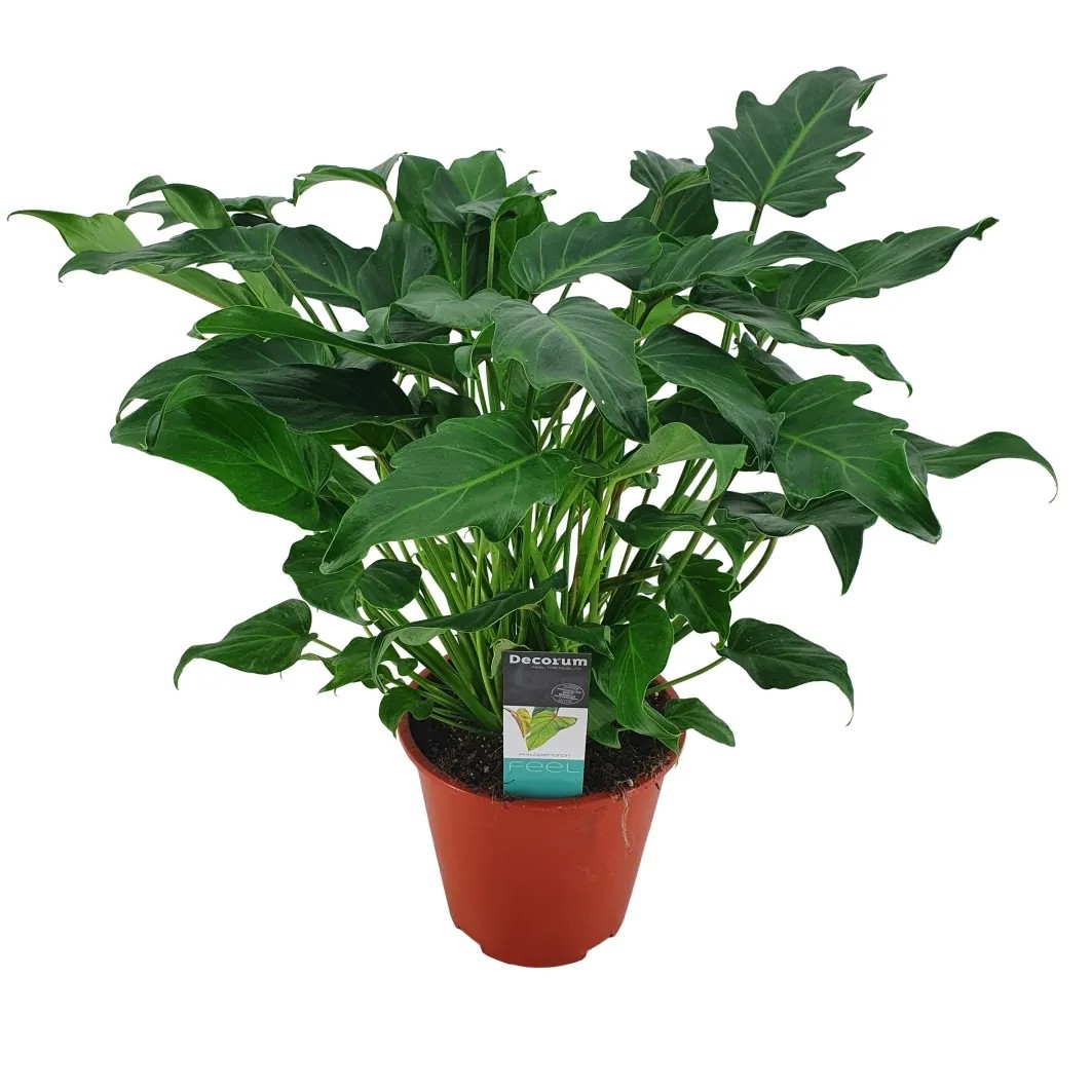 Filodendron (Philodendron xanadu) - don. 19 cm