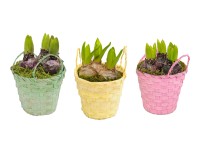 Kompozycja kwiatowa w koszu wiklinowym mix - don. 12 cm