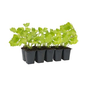 Młode rośliny t.b.t. w tacy rozsadowej, kategoria warzywa.