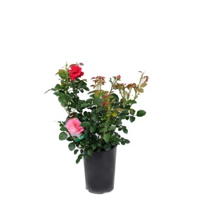 Czerwona i różowa róża rabatowa w doniczce.