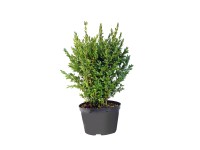 Bukszpan Buxus sempervirens krzew wys. 50-60 cm