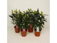 Lilia orientalna (Lillium oriental) - don. 13 cm