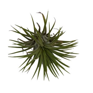 Zielona oplątwa (Tillandsia) z długimi, spiczastymi liśćmi.