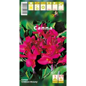 Cebulki Canna 'Crimson Beauty' z czerwonymi kwiatami na opakowaniu.