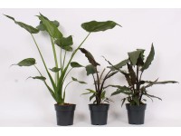 Alocasia mix wys. 55cm
