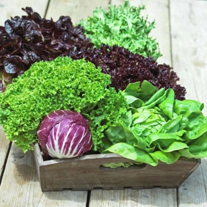 Lilia (Lilium Claude Shride)