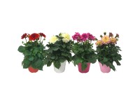 Dalia Hypnotica mix wys. 25 cm