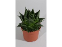 Aloes - Aloe Cosmo wys.20cm don.13cm