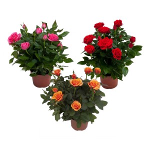 Trzy róże w doniczkach w kolorze czerwonym, różowym i pomarańczowym. Róże rabatowe w doniczce.
