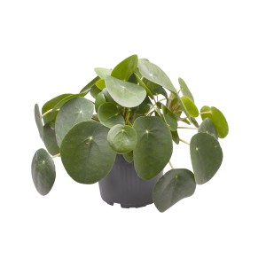 Pilea Peperomioides (pieniążek) w doniczce, atrakcyjna, zielona roślina doniczkowa.