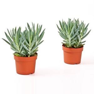 Dwa kaktusy t.b.t. w brązowych doniczkach. Rośliny doniczkowe na słoneczne miejsca.