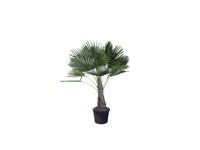 Szorstkowiec (Trachycarpus Fort.) na pniu - wys. około 200 cm, don. 45 cm
