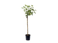 Figowiec drzewko - wys. 100 cm, don. 15 l