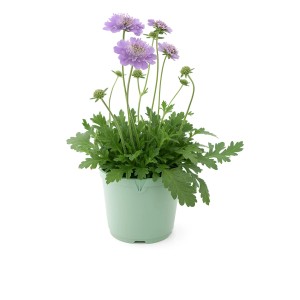 Driakiew Scabiosa maritima w doniczce z liliowymi kwiatami.