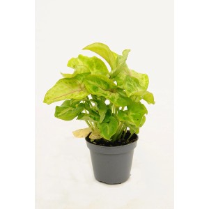 Zielona roślina doniczkowa t.b.t. w doniczce, dekoracyjny dodatek do Twojego domu.