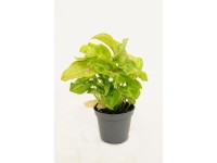 Syngonium Golden Allusion