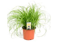 Cyperus Alternifolius Zumula wys. 20-30