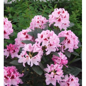 Różowa roślina kwitnąca z ciemnymi liśćmi, kategoria Rośliny kwitnące.