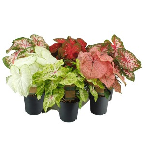 Różnokolorowe rośliny t.b.t. w doniczkach, wybór roślin kwitnących do wnętrz.