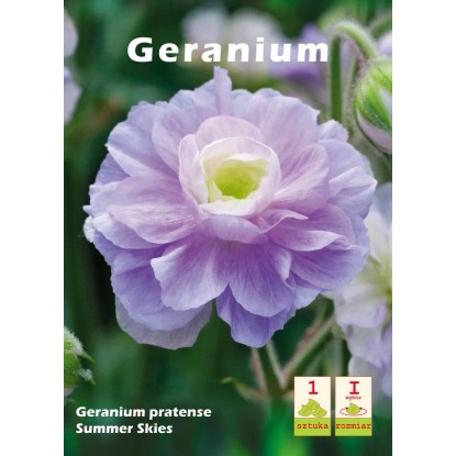 Geranium pratense Summer Skies 1 szt.