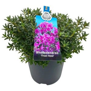 Różanecznik (Rhododendron hippophaeoides) don. 19 cm