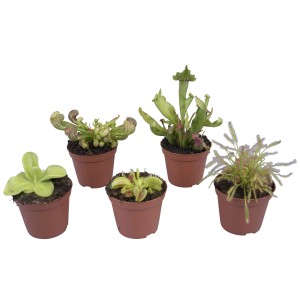 Mieszanka roślin mięsożernych w doniczce, ok. 9 cm Ø, różne gatunki.