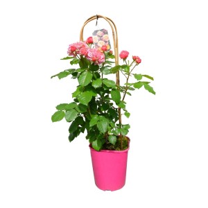 t.b.t. Róża rabatowa z podporą w różowej doniczce.