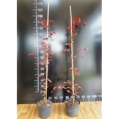 Buk pospolity Fagus wys. 120-140 don. 5L