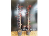 Buk pospolity Fagus wys. 120-140 don. 5L